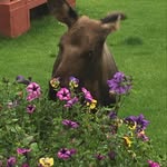 Carolyn Helmuth - @loves.moose - Instagram