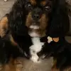 carolynhoffmanrog - @carolynhoffmanrog - TikTok