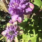 Carolyn Mapleson - @carolynmapleson - Instagram
