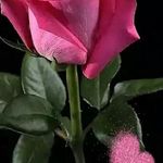 Carolyn Meeks - @peabody0106 - Instagram