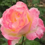 Carolyn Murillo - @flowergrl1376 - Instagram