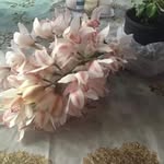 Carolynne Roach - @carolynne_roach - Instagram