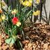 Carolyn Peterman - Facebook