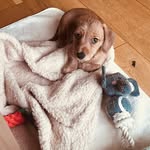 Carolyn Ringer - @a_pocketful_of_joy - Instagram