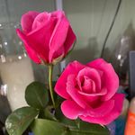 Carolyn Roach - @ccr626 - Instagram