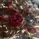 Caroline Root - @crootinthewoods - Instagram