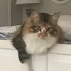 Carolyn Ross - @user95824760 - TikTok