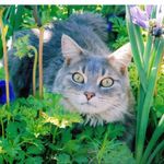 Carolyn Stratton - @maxthecatmom - Instagram