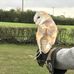 Carolyn Farthing - Facebook