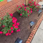 Carolyn Thacker - @carolynthacker4353 - Instagram