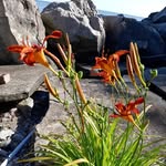 Carolyn Wolf - @carolyn.frances100 - Instagram