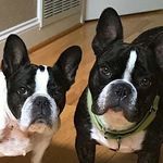 Carrie Albert - @littlesandtiger_frenchie_fries - Instagram