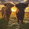 carrie albert - @carrie.albert5 - TikTok