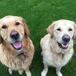 Carrie Allan - @goldenbearsnowbear - Instagram