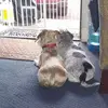 carrieapplebykitt - @carrieapplebykitt - TikTok