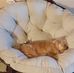 Carolyn Barringer - Facebook