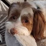 Carrie Heidger Barry - @carriebarry314 - Instagram