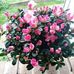 Chiara Basso - Facebook