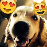 Carrie Bear - @magical.carebear - Instagram