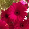 Carrie Beeson137 - @carriebeeson137 - TikTok