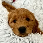 Carrie & Brandon Bach - @gus_gus_the_doodlebear - Instagram
