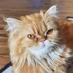 Carrie Brewer - @ember_tinypersian - Instagram
