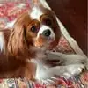 carriebrewster7 - @carrie.brewster0 - TikTok