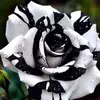 Carrie Byers - @carrie.byers1 - TikTok