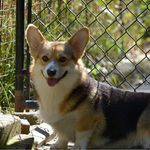 Carrie Chase - @humnbirdcorgi - Instagram