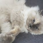 Carrie-Anne Côté - @wednesdaykitty2020 - Instagram