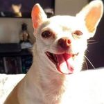 Carrie Cote - @carrie.thechihuahua - Instagram