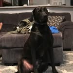 Carrie Lynn Darby - @buddy_the_crazy_daneador - Instagram