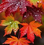 Carrie Dewitt - Facebook