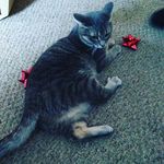 Carrie Pegelow Dillingham - @carriedillingham - Instagram