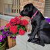 Carrie Nelson Dillon - Facebook