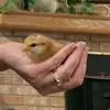 carrie_dixon - @carrie_dixon - TikTok