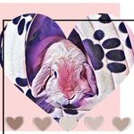 Carrie Duff Davidson - @pandalf808 - Instagram