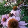 Carrie Duncan - @carrie.duncan34 - TikTok