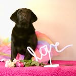 Carrie Eberhardt - @legasealabradors - Instagram