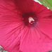 Carrie Finney - Facebook