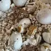carriekatinfinney - @carriekatinfinney - TikTok