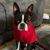 Carrie_the_german_boston - @carrie_the_german - TikTok