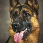 German shepherd - @carrie.german0 - Instagram