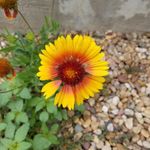 Carrie Brinkman Hammond - @carriebrinkmanhammond - Instagram