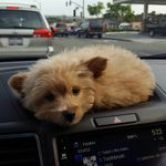 Carrie Hoag - @carruswheelsd - Instagram
