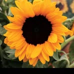 Carrie Hoefer - Facebook