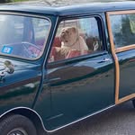 Carrie Holt - @62miniwagon - Instagram