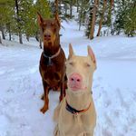 Carrie Hood - @tungsten_lincoln_redwhitedobes - Instagram