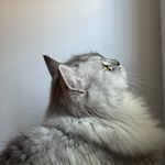 Carrie - @carriehsuuu - Instagram