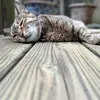 言午 - @carriehsu58 - TikTok